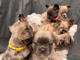 French Bulldog dogs 8 perfect fluffy visual French bulldogs dwkc 🧸🧸 - Advert 3