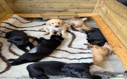 Labrador Retriever dogs for sale: 1 black boy left! ready to leave! Perfect labs! - Image 35