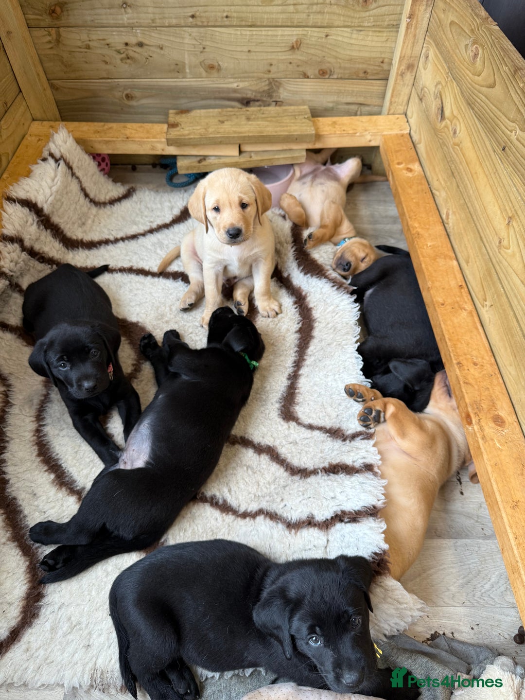 Labrador Retriever dogs for sale: 1 black boy left! ready to leave! Perfect labs! - Image 35