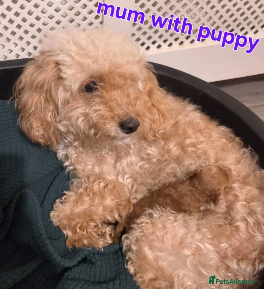 Maltipoo dogs for sale: 🐶  1 very handsome boy available 🐶  - Advert 2