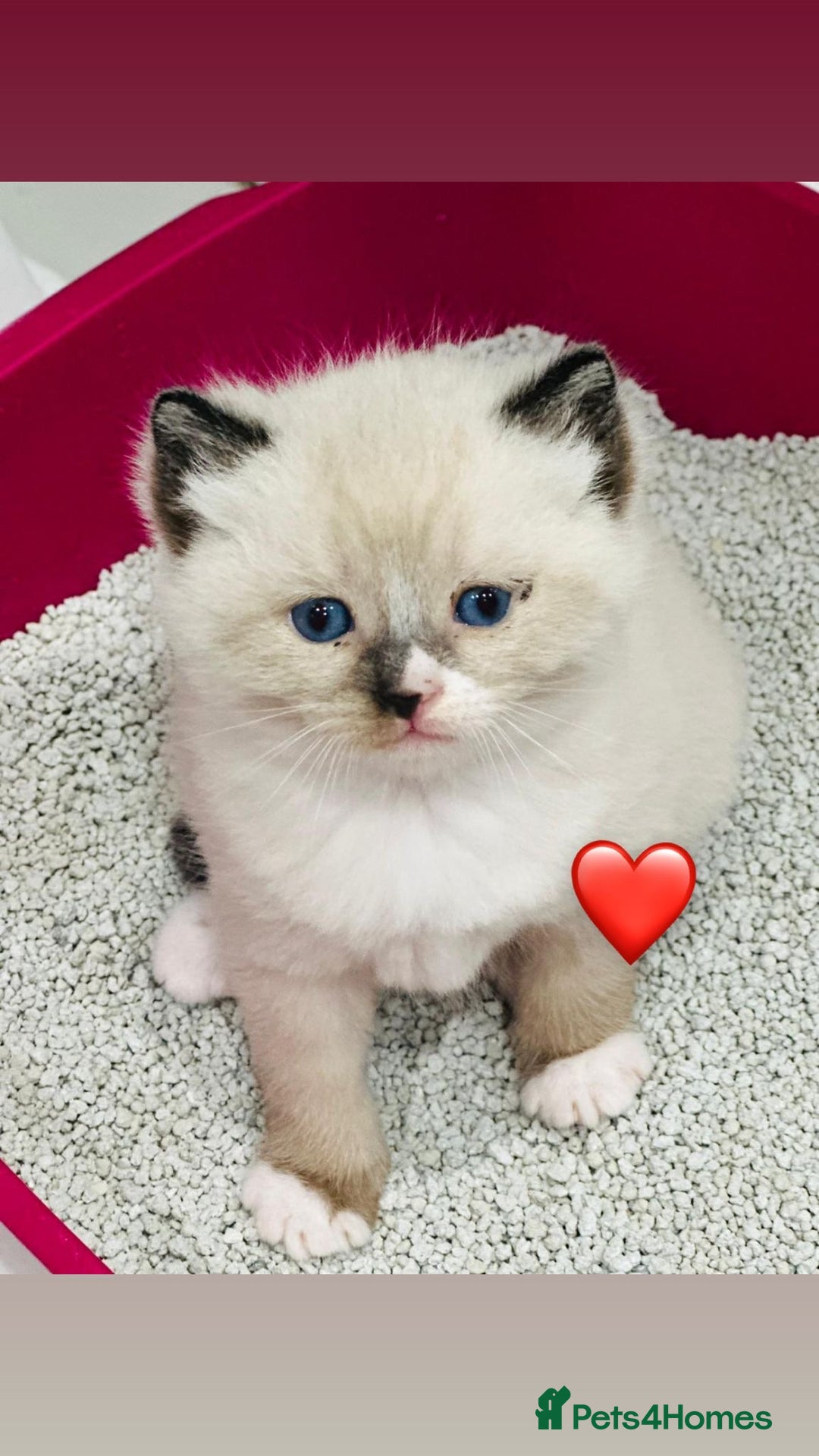Ragdoll cats for sale: Pedigree Ragdoll kittens for sale - Advert 11