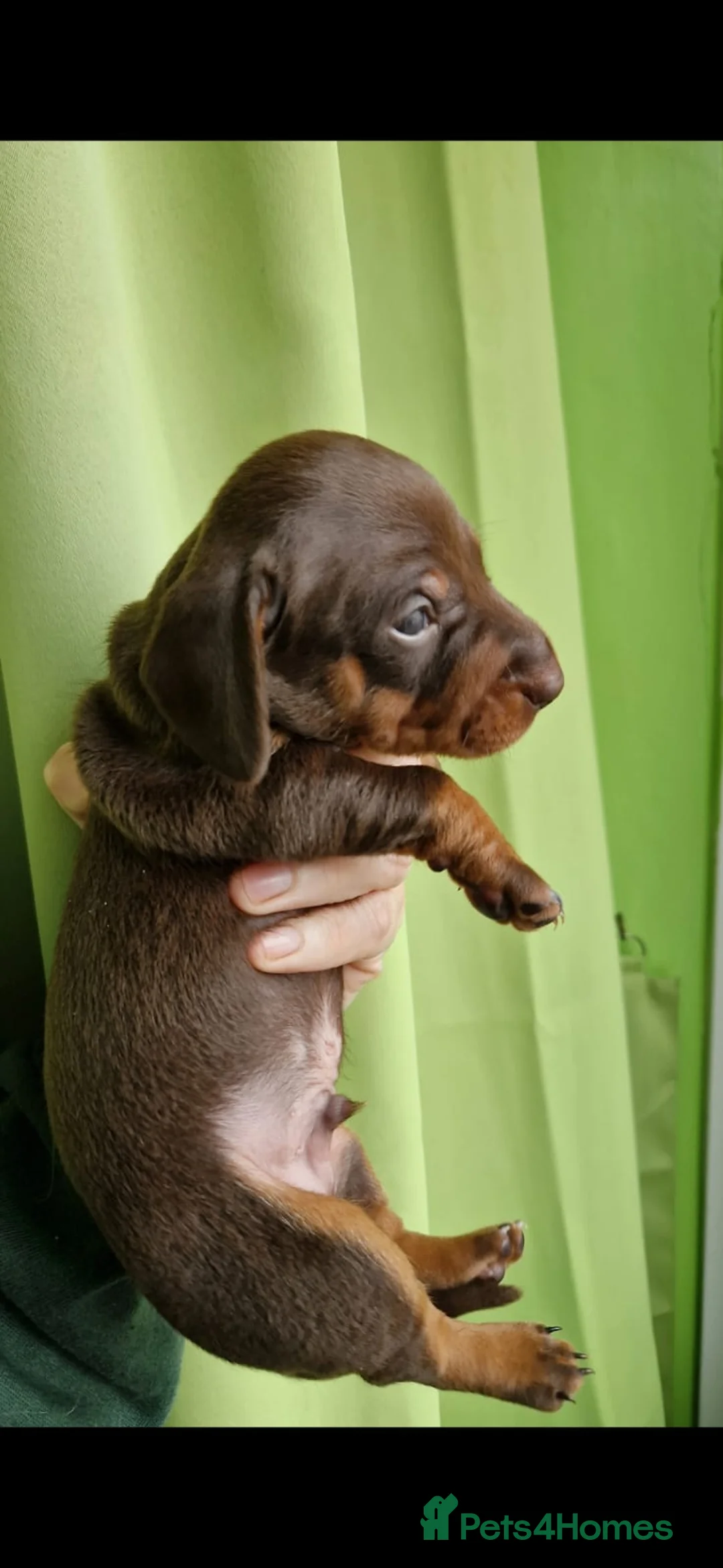 Dachshund dogs for sale: Beautiful Chocolate & Tan Dachshund Puppies  in Rotherham - Advert 2