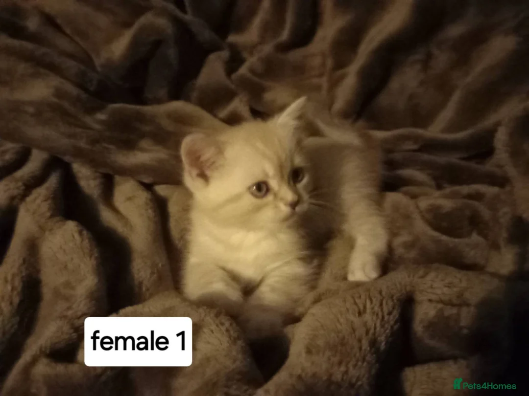 Persian cats for sale: Persian x sphynx accidental litter - Advert 20