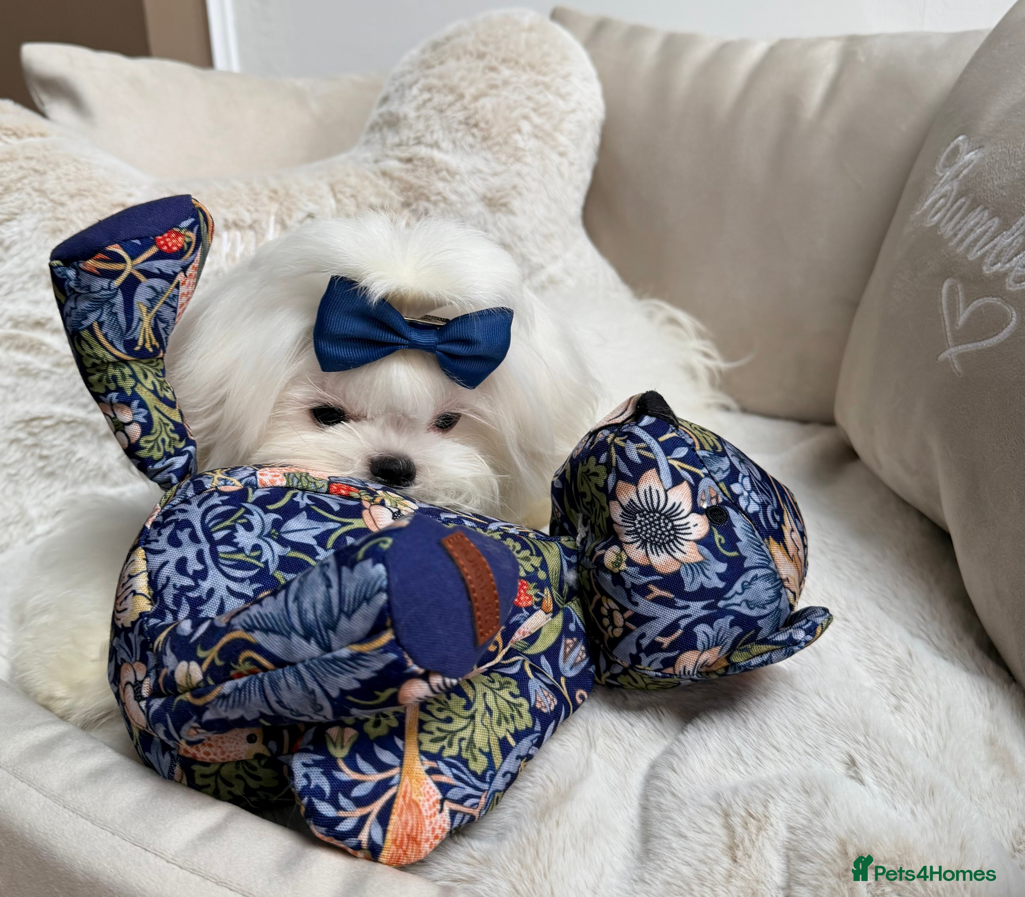 Maltese dogs Beautiful 6 month old Maltese Puppy Ready Now - Advert 13