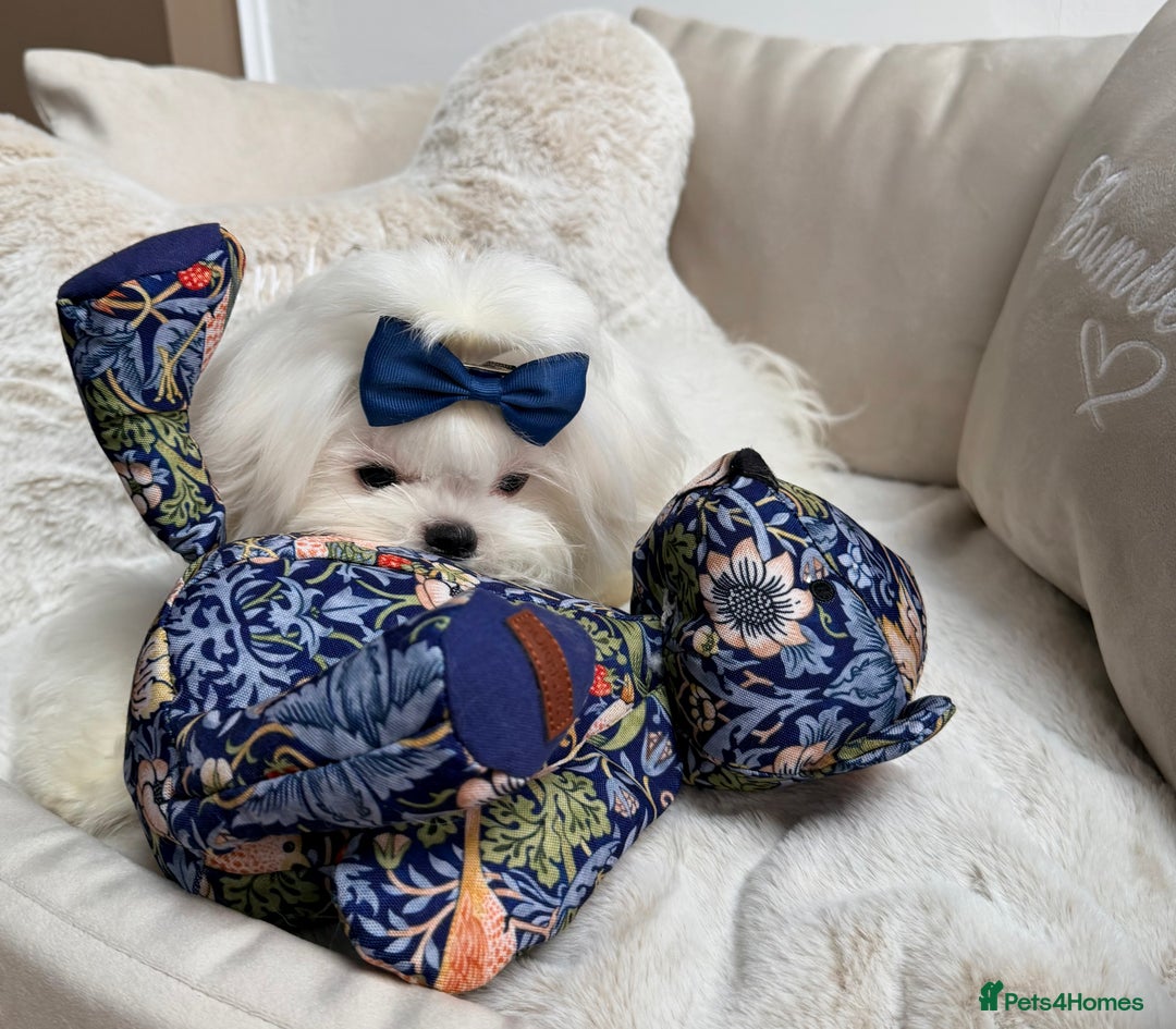 Maltese dogs for sale: Beautiful 6 month old Maltese Puppy Ready Now - Advert 6