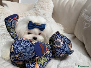 Maltese dogs Beautiful 6 month old Maltese Puppy Ready Now - Advert 13