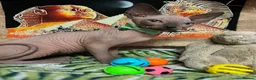 Sphynx cats for sale: Sphynx kittens✨ - Advert 5