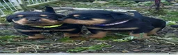 Rottweiler dogs for sale: Stunning Rottweiler Puppies  - Advert 1