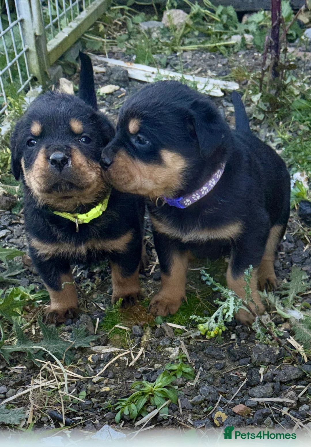 Rottweiler dogs for sale: Stunning Rottweiler Puppies  - Advert 1