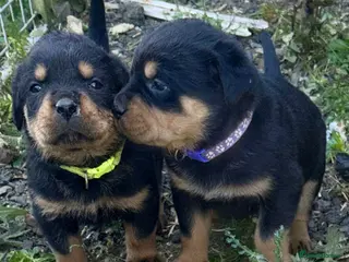 Rottweiler dogs Stunning Rottweiler Puppies - Advert 3