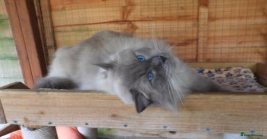 Ragdoll cats - Advert 2
