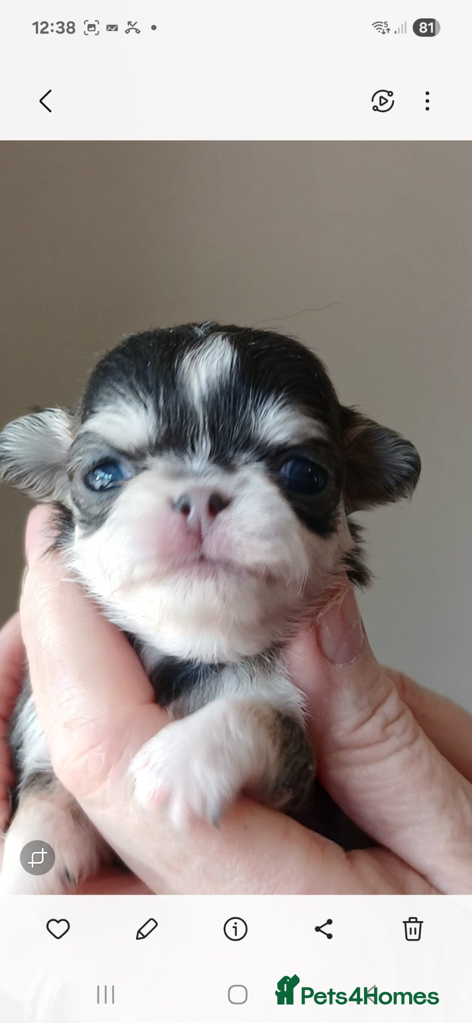 Chihuahua dogs  ❤️KC REG LONG COAT STUNNING PUPPIES❤️ - Advert 1
