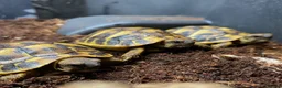 Tortoise reptiles for sale: Hermanns Tortoise Hatchling - Western / Eastern - Advert 4