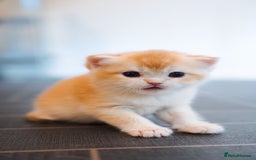 British Shorthair cats for sale: GCCF reg British Shorthair Chocolate Gold Kittens  in London - Image 18