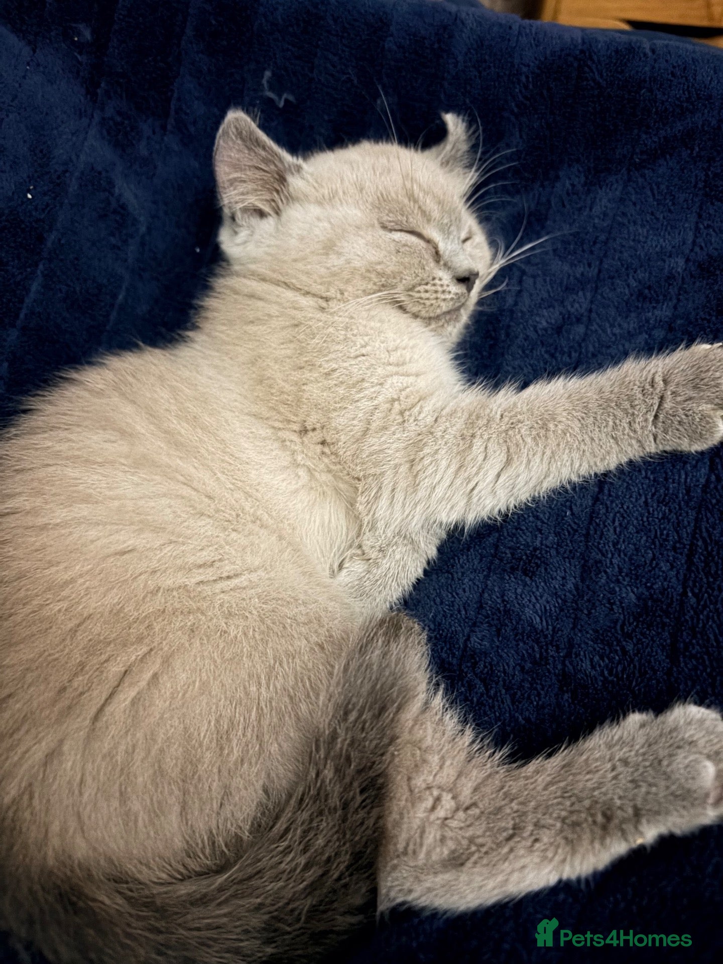Persian cats for sale: Ready now Persian kitten - Advert 3
