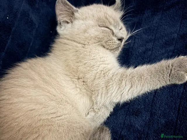 Persian cats for sale: Ready now Persian kitten - Advert 3