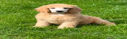 Standard Poodle dogs for sale: KC reg apricot standard poodle boy - Advert 2