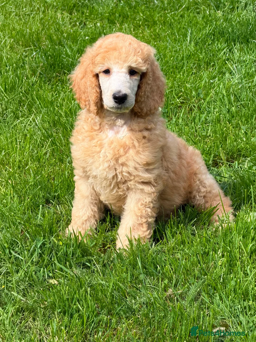 Standard Poodle dogs for sale: KC reg apricot standard poodle boy - Advert 2