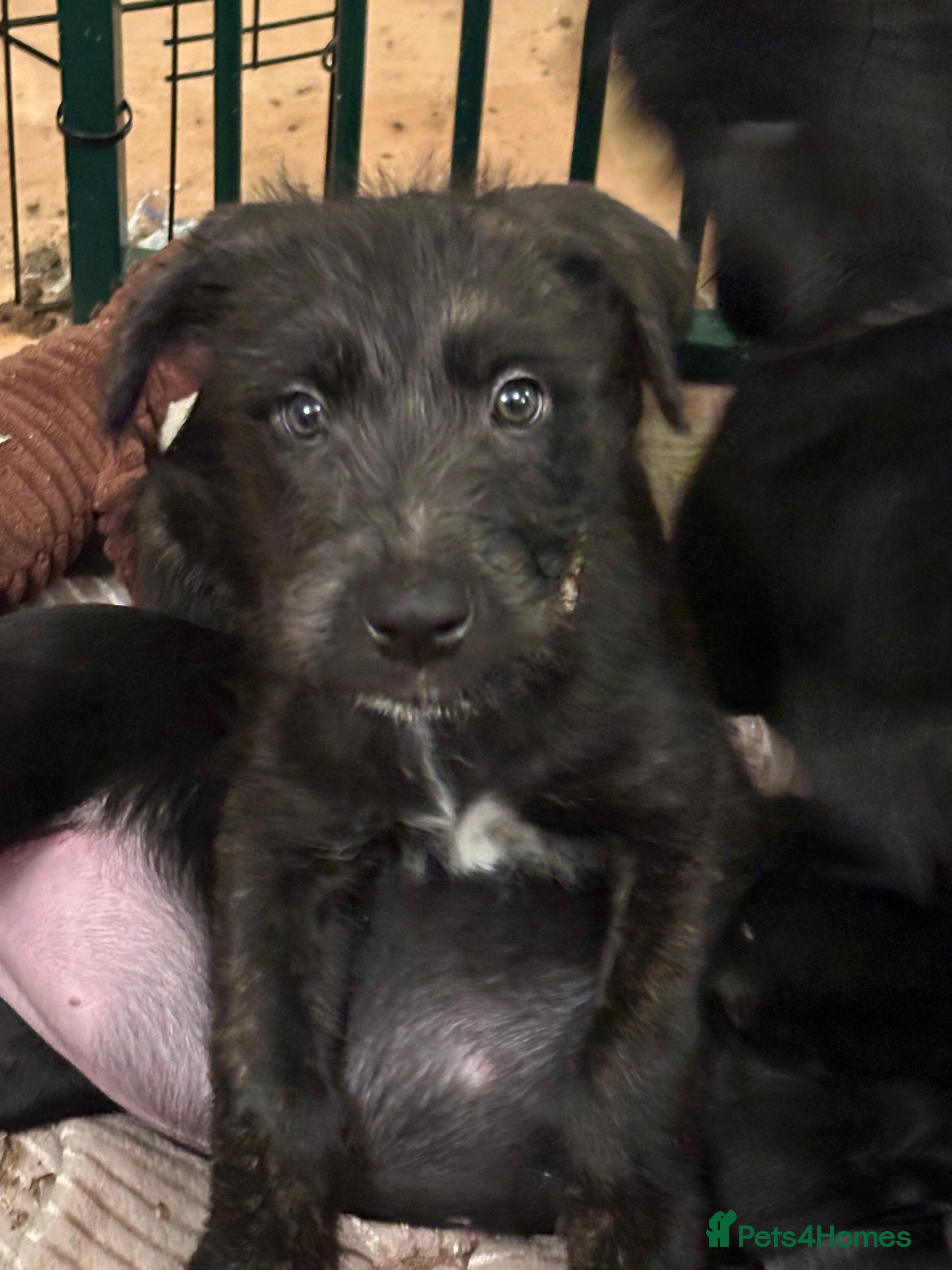 Mixed Breed dogs Belgian Malinois X Lurcher - Advert 8