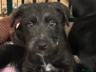 Mixed Breed dogs Belgian Malinois X Lurcher - Advert 7