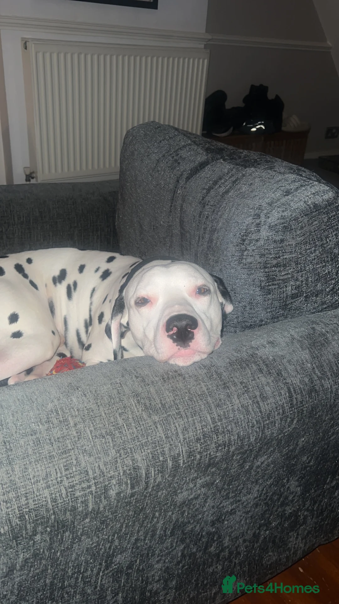 Dalmatian dogs for stud: Beautiful Male Dalmatian  - Advert 2