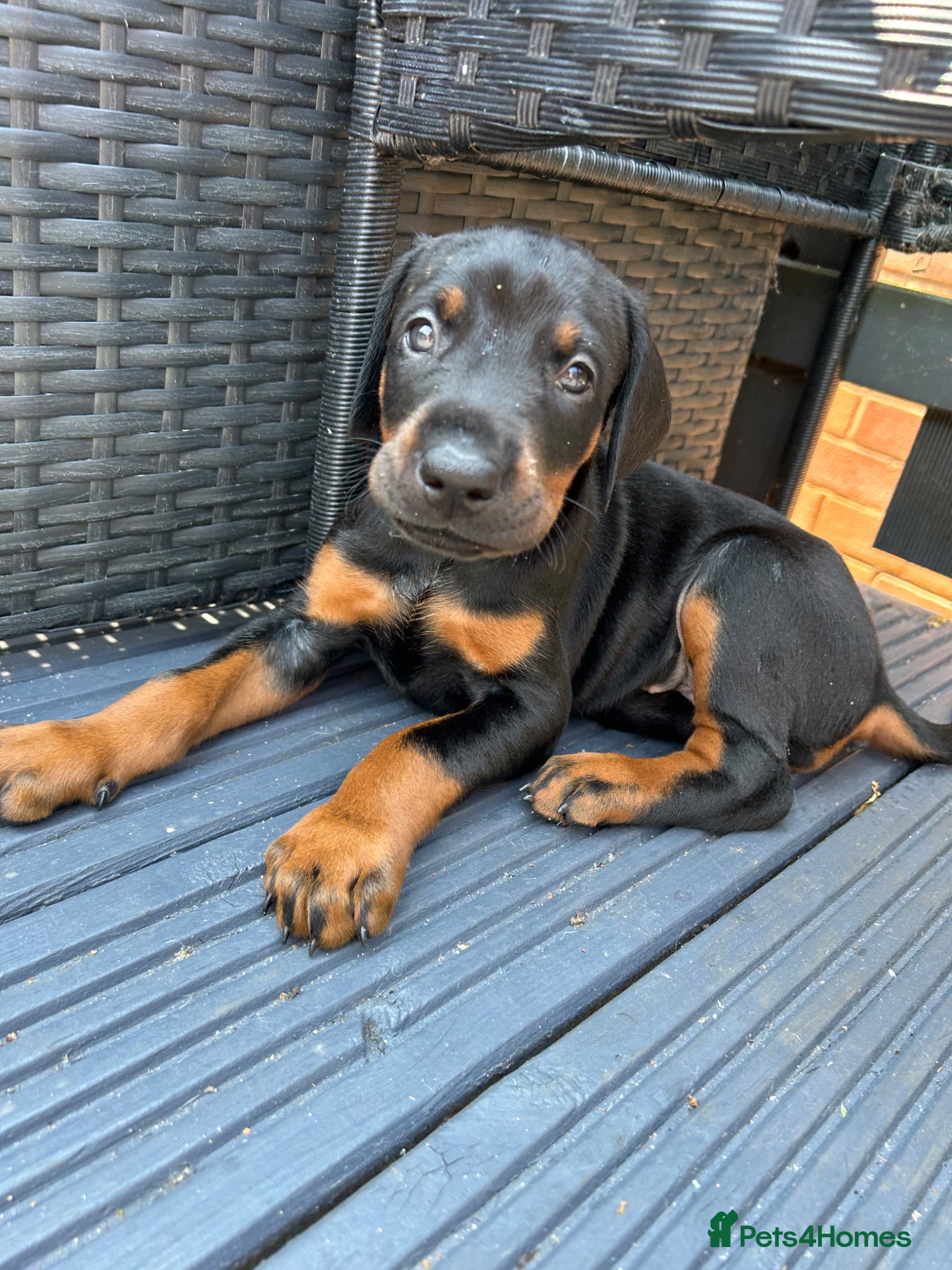 Dobermann dogs Last 2 beautiful girl doberman for sale  - Advert 3