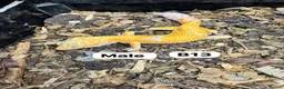 Lizard reptiles for sale: Available Rescues Looking for Their Forever Homes - Advert 15