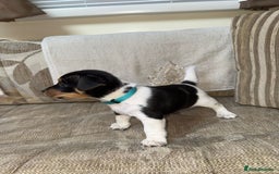 Jack Russell dogs for sale: Traditional jack russel pups tri coloured  - Image 12