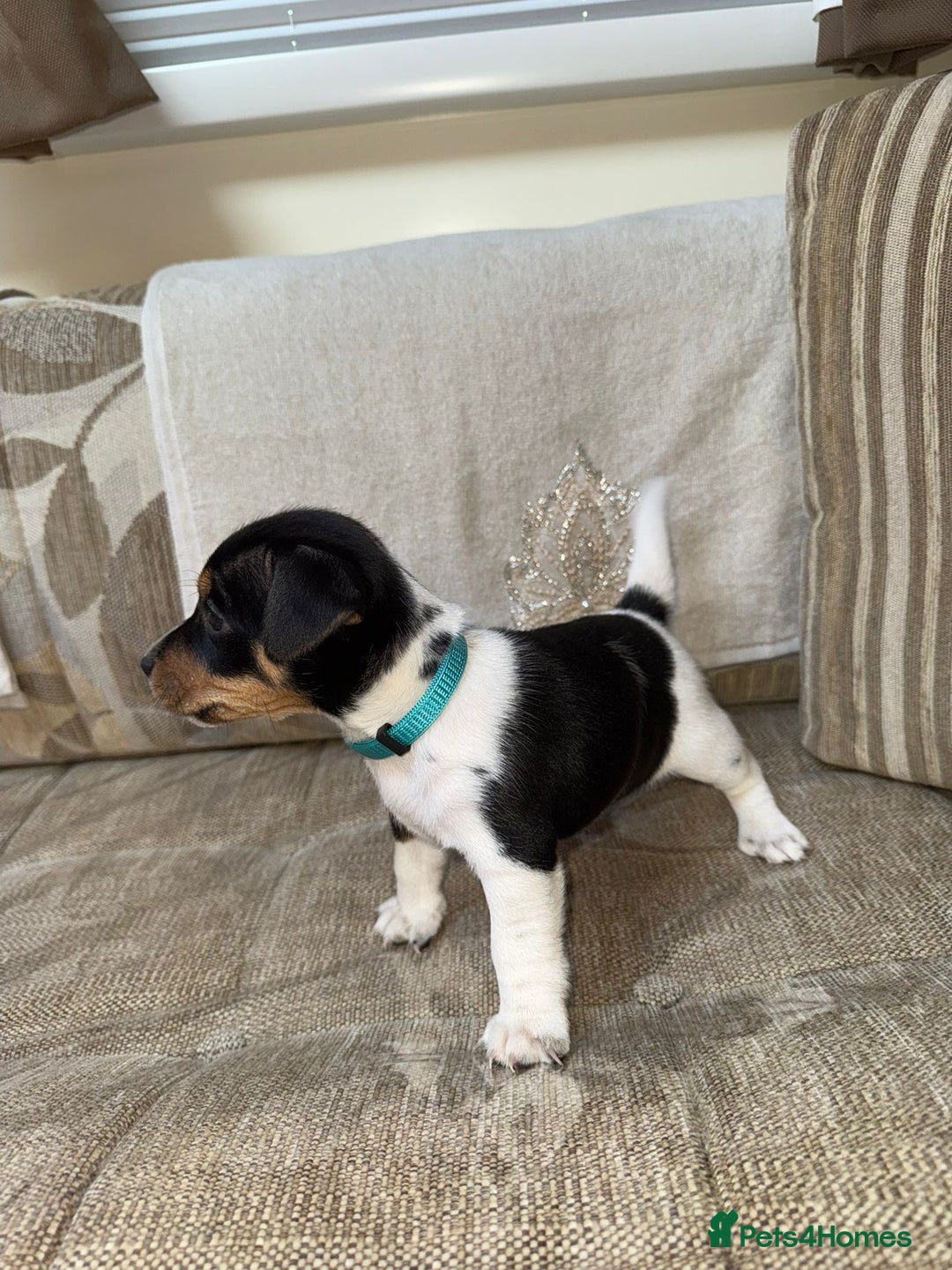 Jack Russell dogs for sale: Traditional jack russel pups tri coloured  - Image 12
