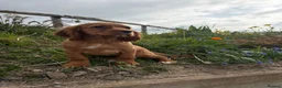 Cocker Spaniel dogs for sale: Working cocker spaniel  - Advert 2