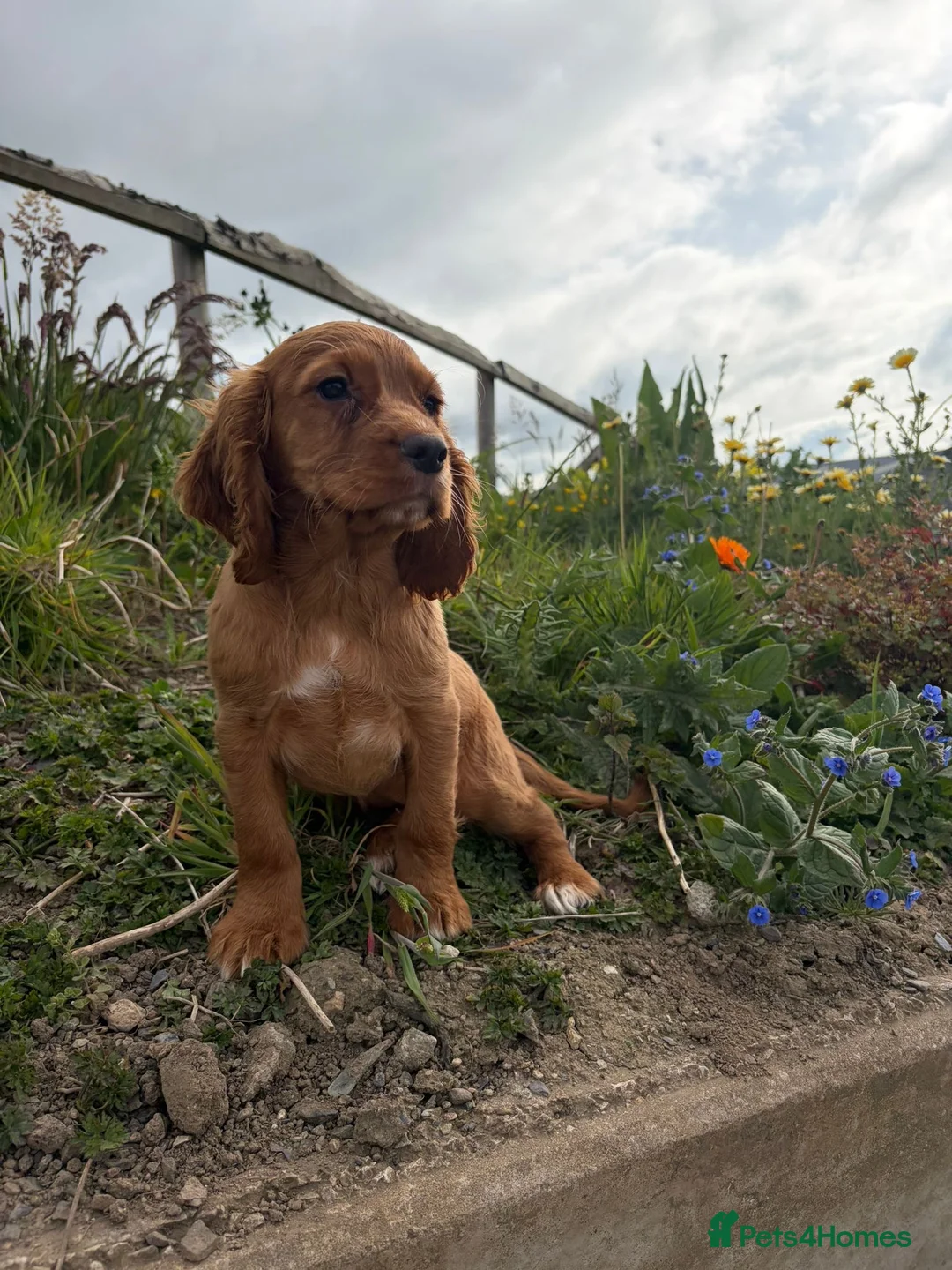 Cocker Spaniel dogs for sale: Working cocker spaniel  - Advert 2