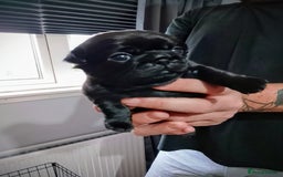 Mixed Breed dogs for sale: 4 beautiful babies  - Image 1