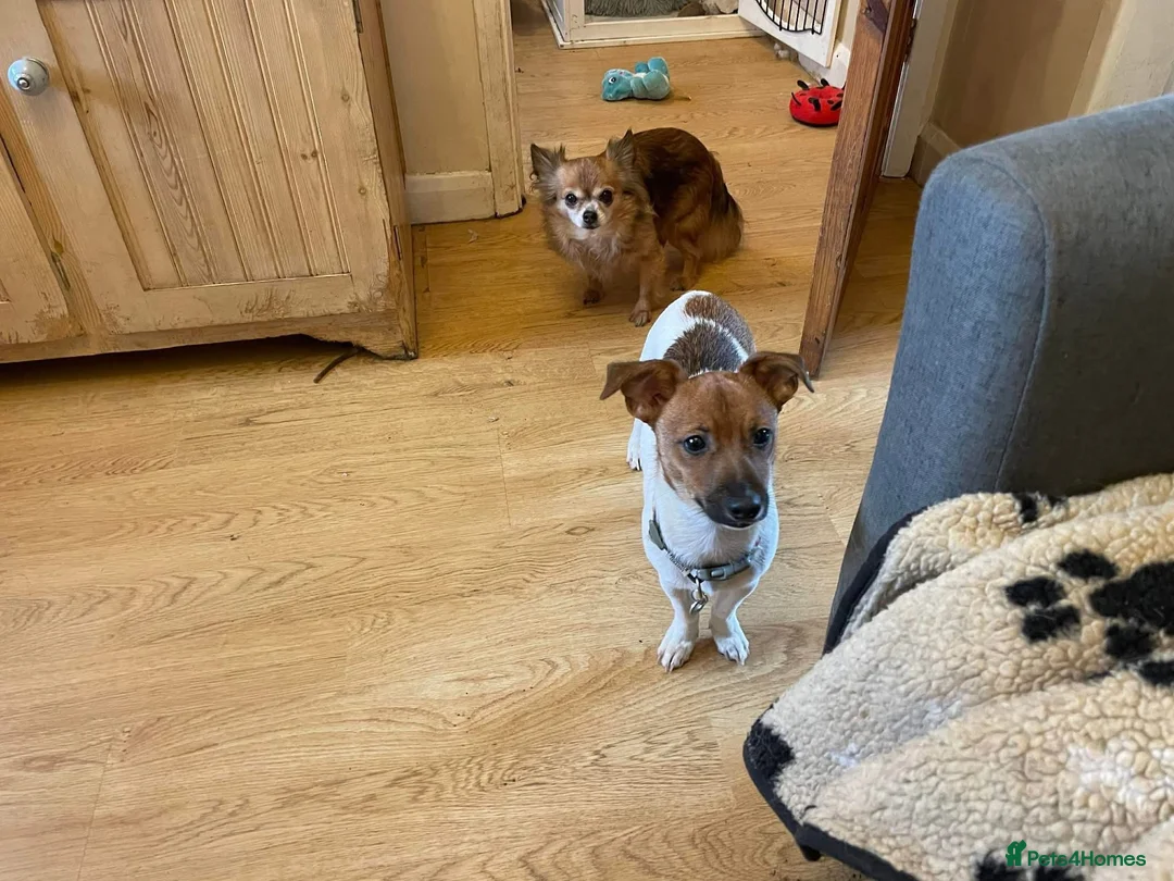 Jack Russell dogs for adoption: Spice - Hingham norfolk - Advert 3