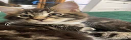 Mixed Breed cats for sale: Maine Coon mix - Advert 26