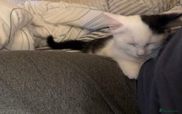 Mixed Breed cats for sale: Four beautiful kittens with lovely markings! - Image 3