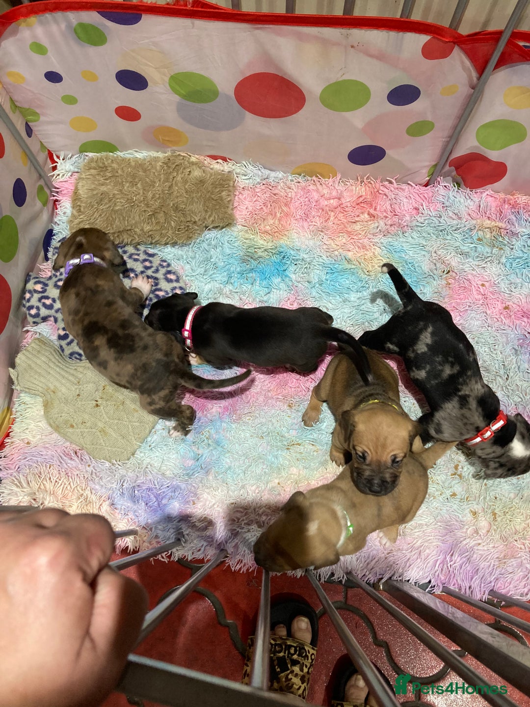 Mixed Breed dogs for sale: Mastiff x Staffy Puppies  - Advert 36