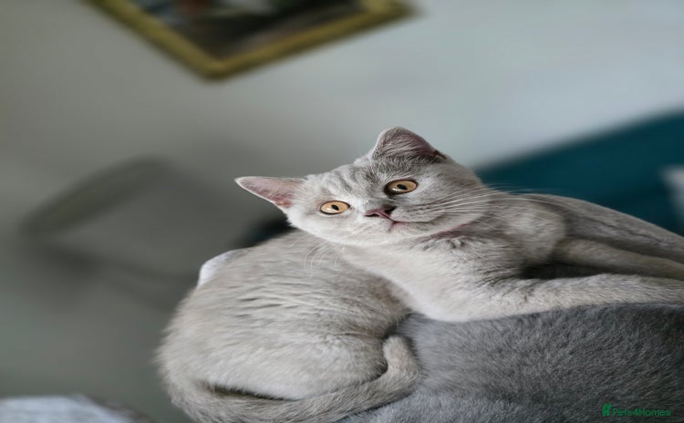 British Shorthair cats - Advert 3