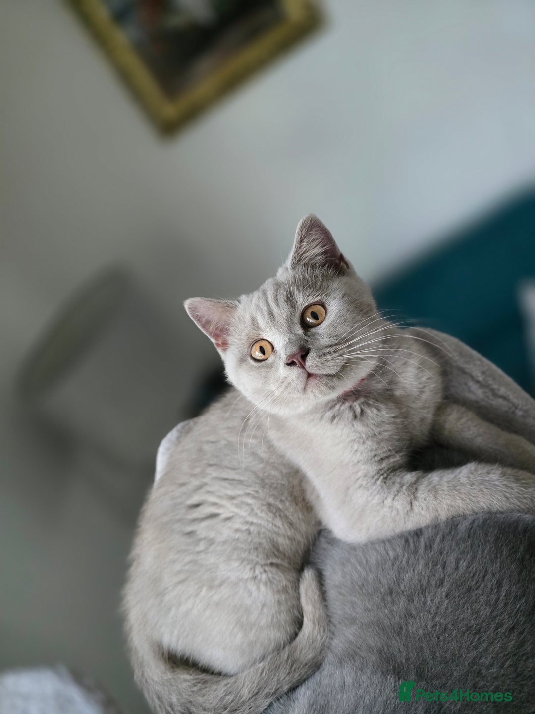 British Shorthair cats for sale: Bsh lilac Kitten – 3 Months Old  - Image 1