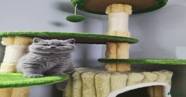 British Shorthair cats - Advert 1