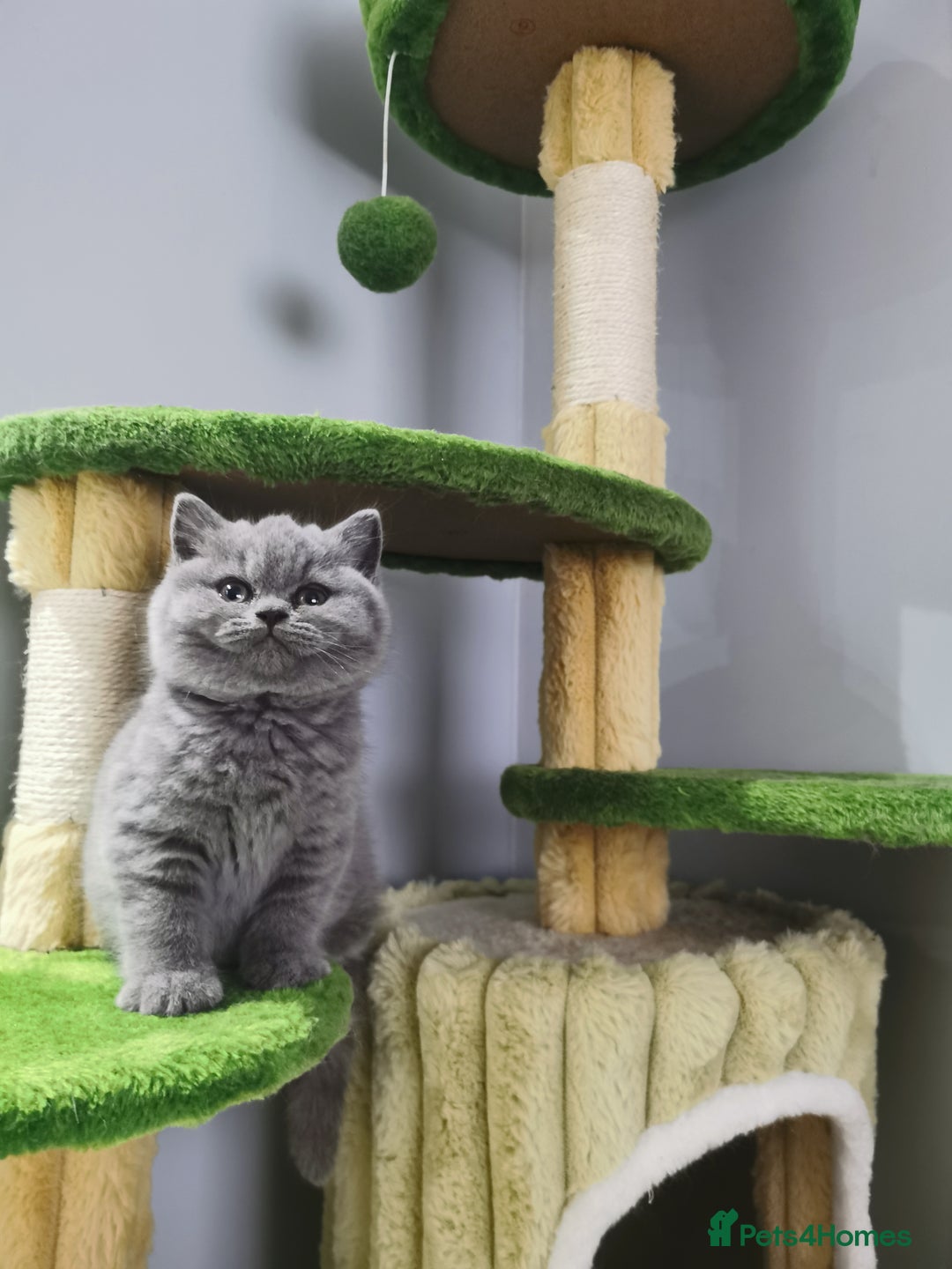 British Shorthair cats for sale: BSH🇬🇧👑🇬🇧💙British Shorthair girl😻💙 Gccf  - Image 3