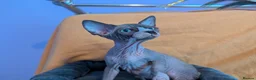 Sphynx cats for sale: *PEDIGREE SPHYNX* TICA REGISTERED *DNA HCM4 CLEAR* - Advert 38