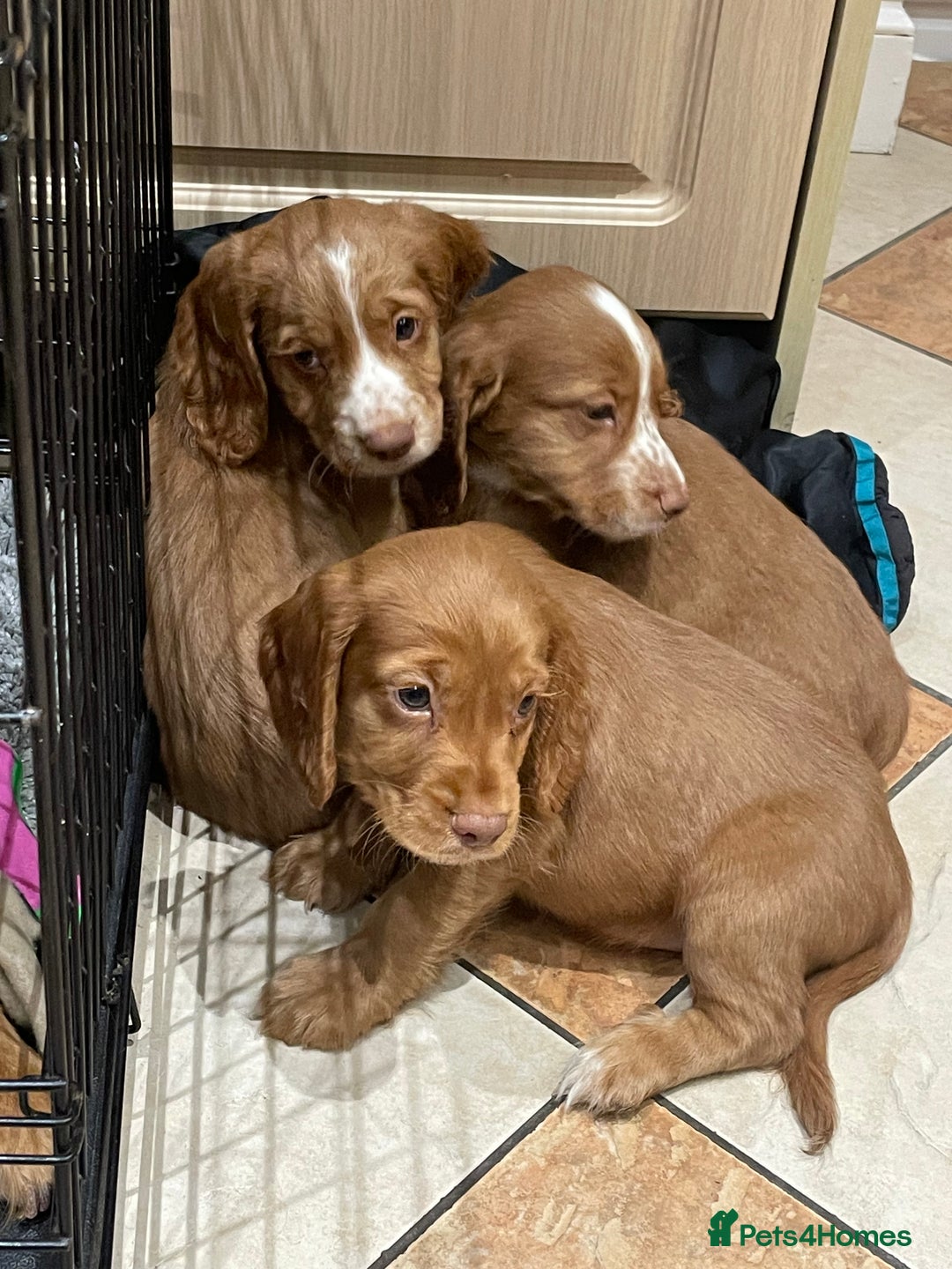 Cocker Spaniel dogs for sale: Cocker spaniel puppies  - Image 12