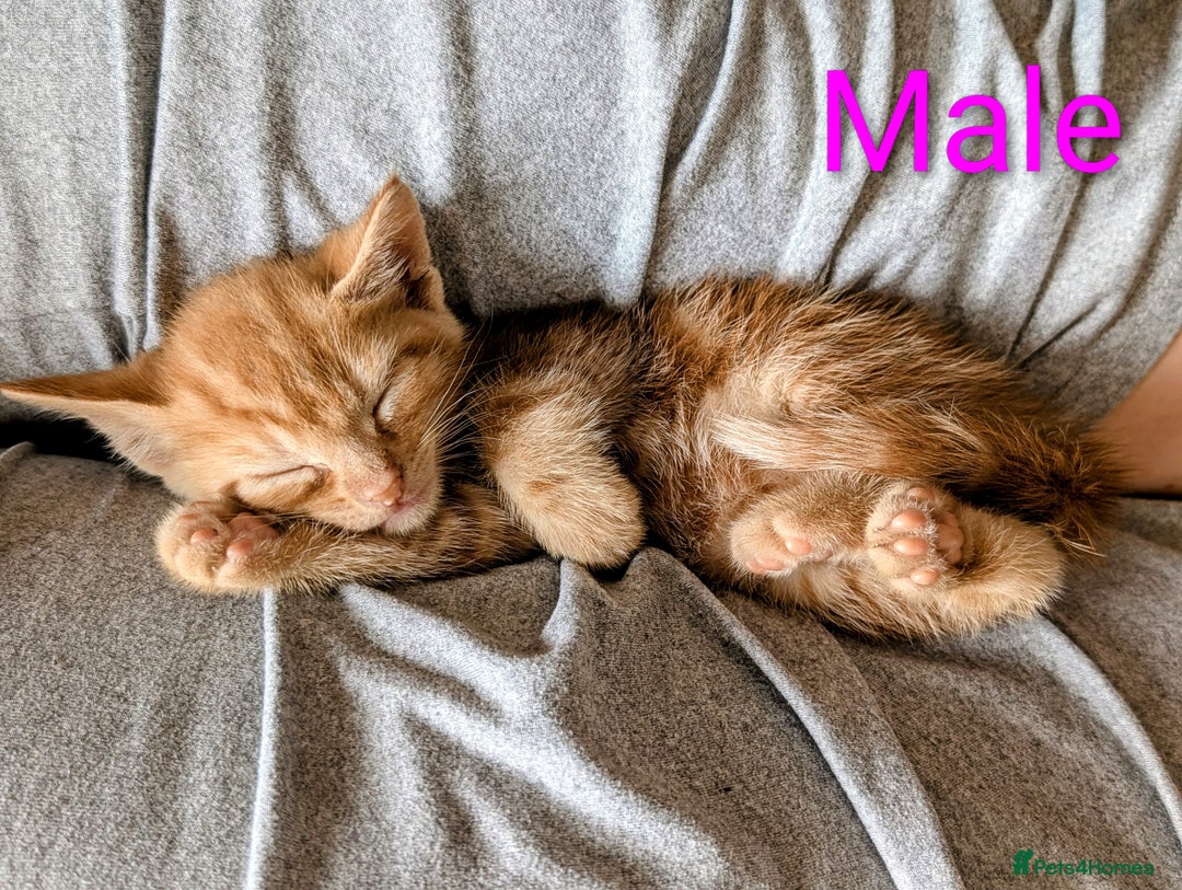 Mixed Breed cats for sale: Female and Male Ginger Kittens  - Image 15
