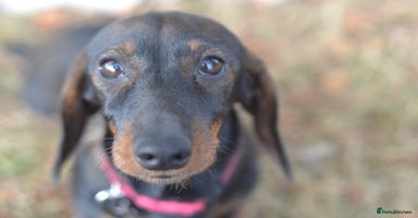 Miniature Dachshund dogs in Stowmarket - Advert 3