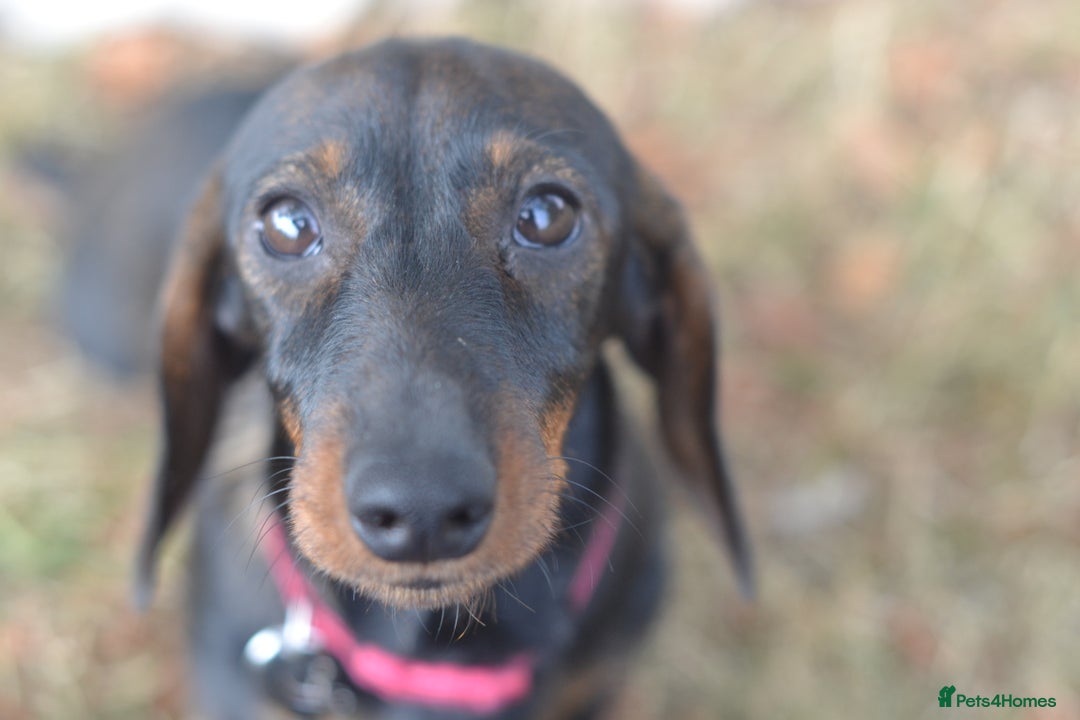 Miniature Dachshund dogs for sale: Miniature Wirehaired Dachshund Boy and Girl in Stowmarket - Image 2