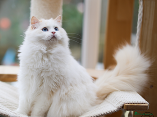 Ragdoll cats for sale - Advert 2