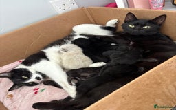 Domestic Shorthair cats for sale: 5 Beautiful kittens ready to leave  - Image 16