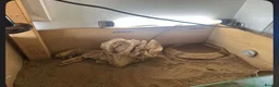 Tortoise reptiles for sale: Horsefield tortoise in Stoke-on-Trent - Advert 3