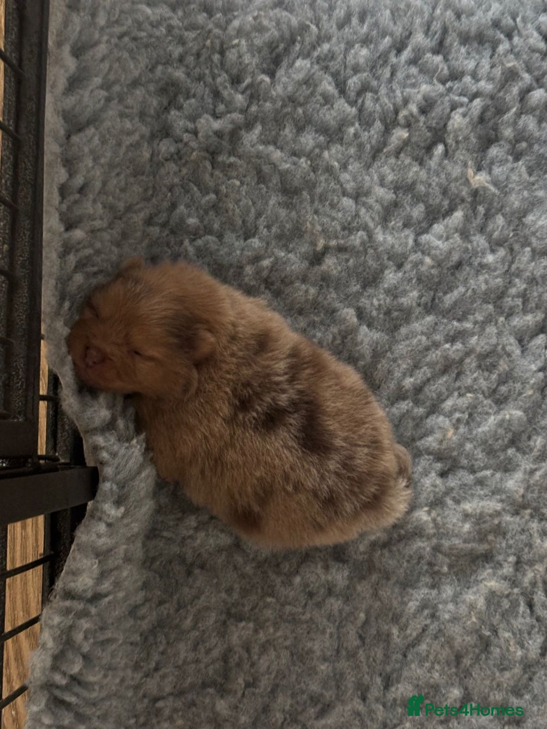 Pomeranian dogs for sale: Mini Pomeranians - Image 16