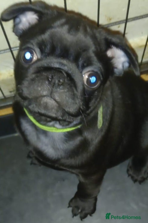 Pug dogs  Black pug puppies for sale - Advert 6